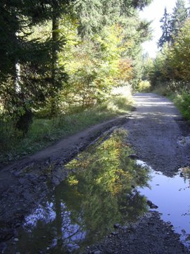 Waldweg